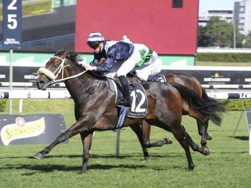 Westbury Stud At The Gold Coast With A Sterling Draft And Mo ... Image 1