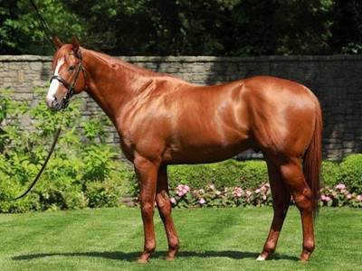 Justify Foals Now In Image 1