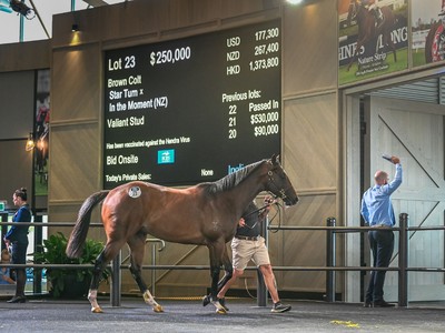 WATTLE BLOODSTOCK LEADING THE WAY TO SUCCESS Image 4