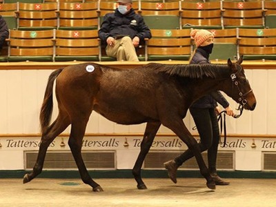 TATTERSALLS DECEMBER FOAL SALE BEGINS Image 1