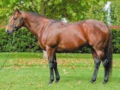 Vinery Stud: Top Quality Yearlings On Offer At Gold Coast Image 1