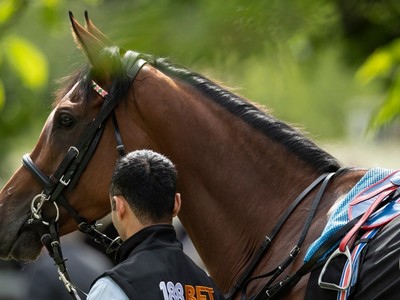 Enable to be covered by Kingman after Juddmonte announce ret ... Image 1