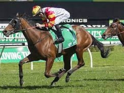 Kia Ora get behind Slipper winner Farnan Image 2