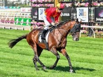 Levendi to stand in Tasmania after topping Inglis Digital Sa ... Image 2
