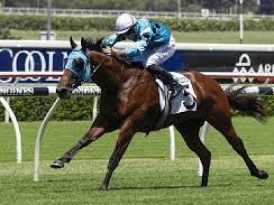 Prague Retired to Kia Ora Stud Image 1