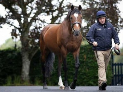 Fittocks Brings Blue-Chip Galileo Colt to Tattersalls Image 2